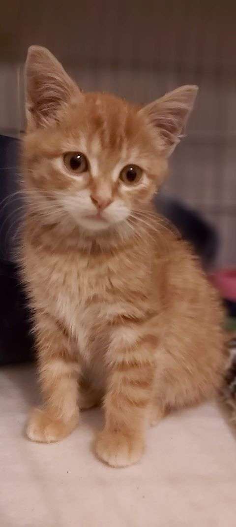 рыжий котенок