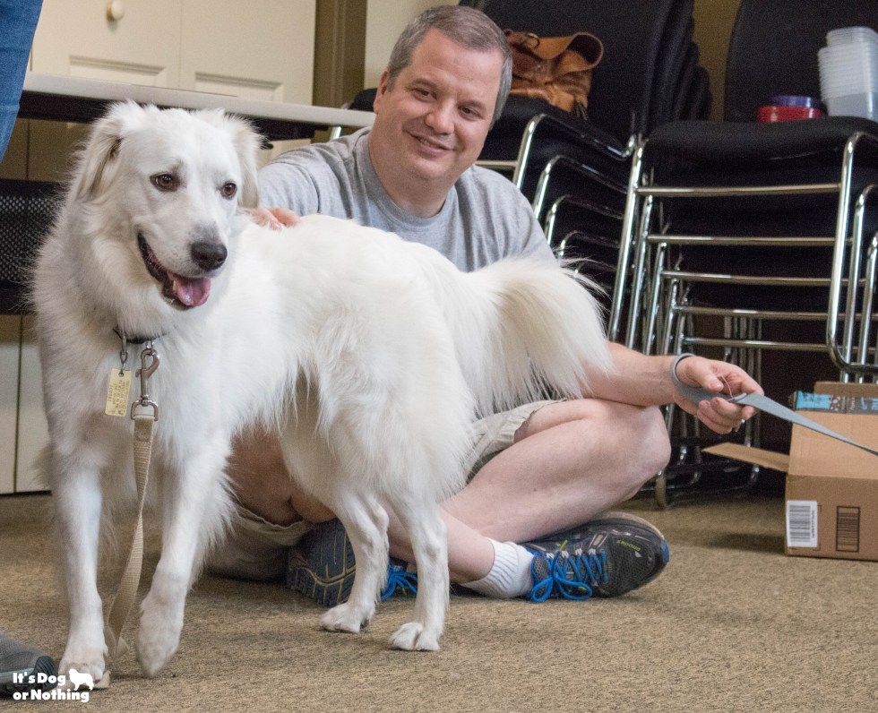 Ever wonder what it would be like to be in a room full of Great Pyrenees floof? Don't worry - we have plenty of pictures for you!