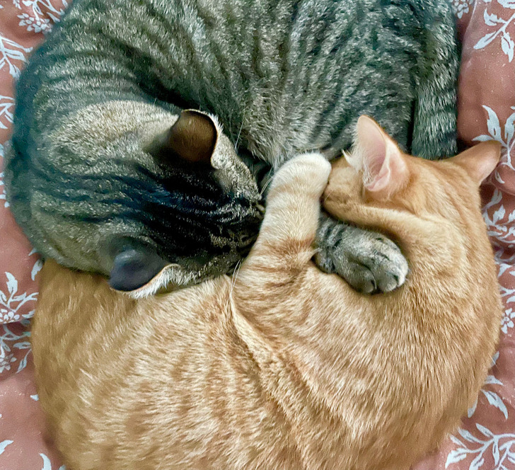 20+ добрых историй о том, как кот и человек однажды нашли друг друга 20+ добрых историй о том, как кот и человек однажды нашли друг друга