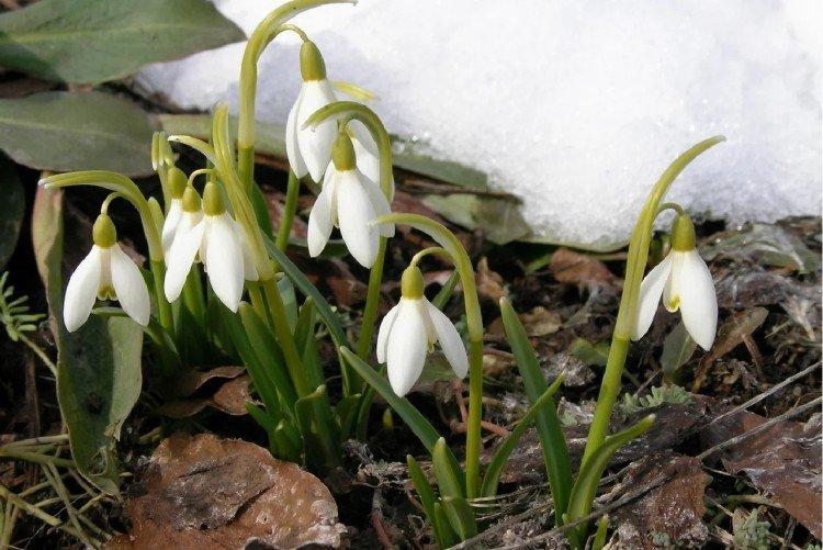 Весенние первоцветы: названия, фото и описания цветы, распускается, очень, называют, легко, напоминает, собраны, сорта, около, предпочитает, спутать, бутонов, всего, бутоны, теплых, Кроме, регионах, можно, обитатель, чистяк