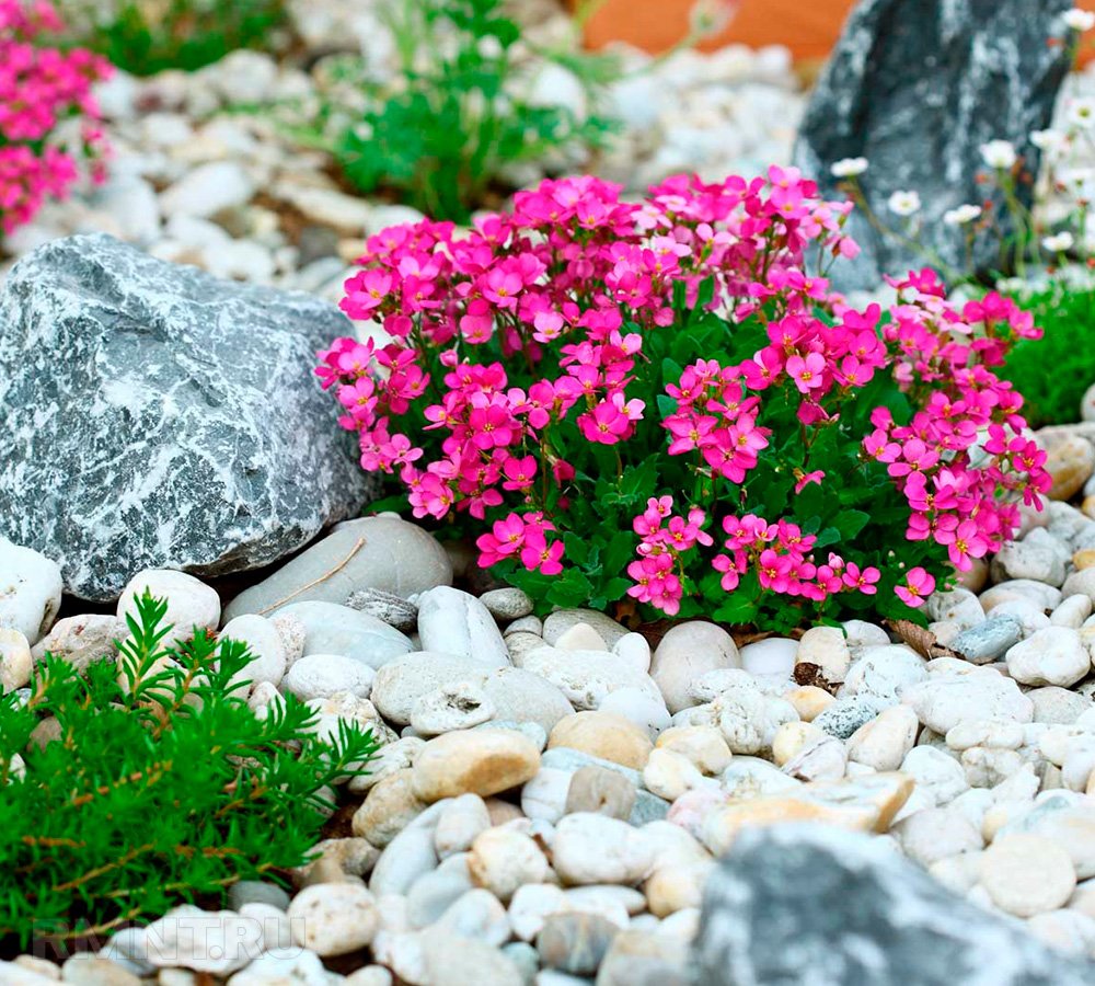 Идеи альпинариев, садов камней для маленьких участков дача,ландшафтный дизайн,сад и огород,садоводство