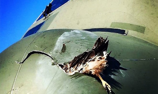 «Ростех» расстреляет птицами остекление самолетов