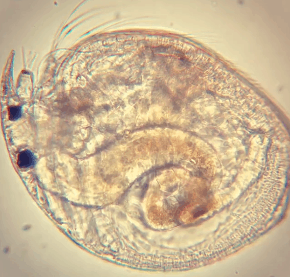 Водяная блоха — обычный обитатель пресной воды в мире, интересно, под микроскопом, познавательно, фото
