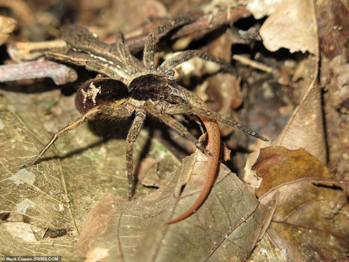 Огромные амазонские пауки едят лягушек, змей и даже опоссумов -7 фото + видео-