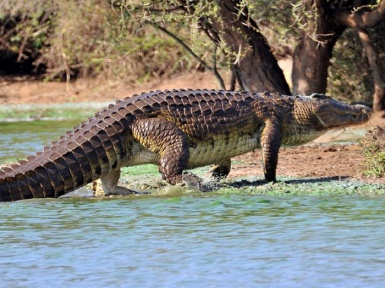 Нильский крокодил. Описание и образ жизни нильского крокодила
