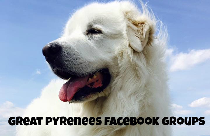 Have you been looking for a place to chat with your fellow Great Pyrenees lovers online? We've rounded up some of the most popular Great Pyrenees Facebook groups for you to enjoy!