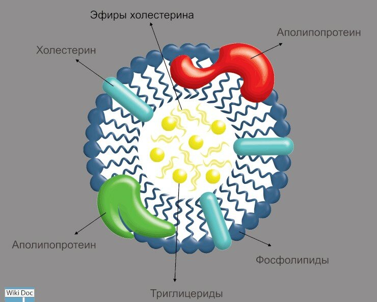 Одно яйцо в день уменьшит риск сердечно-сосудистых болезней крови, холестерина, высокой, которые, плотности, более, заболеваний, уровень, сердечнососудистой, низкой, высокий, метаболитов, обмена, человека, липопротеины, липидного, также, содержащих, липопротеинов, полезных