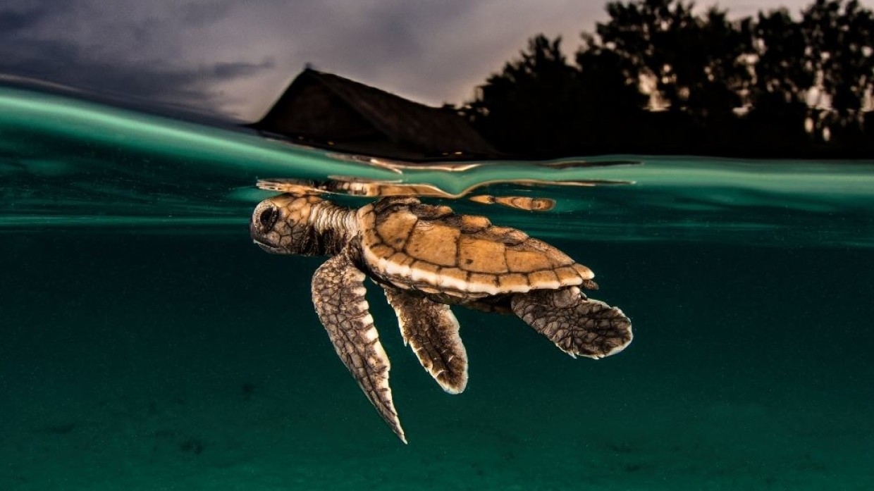 Ученые объяснили способность черепах переплывать Тихий океан