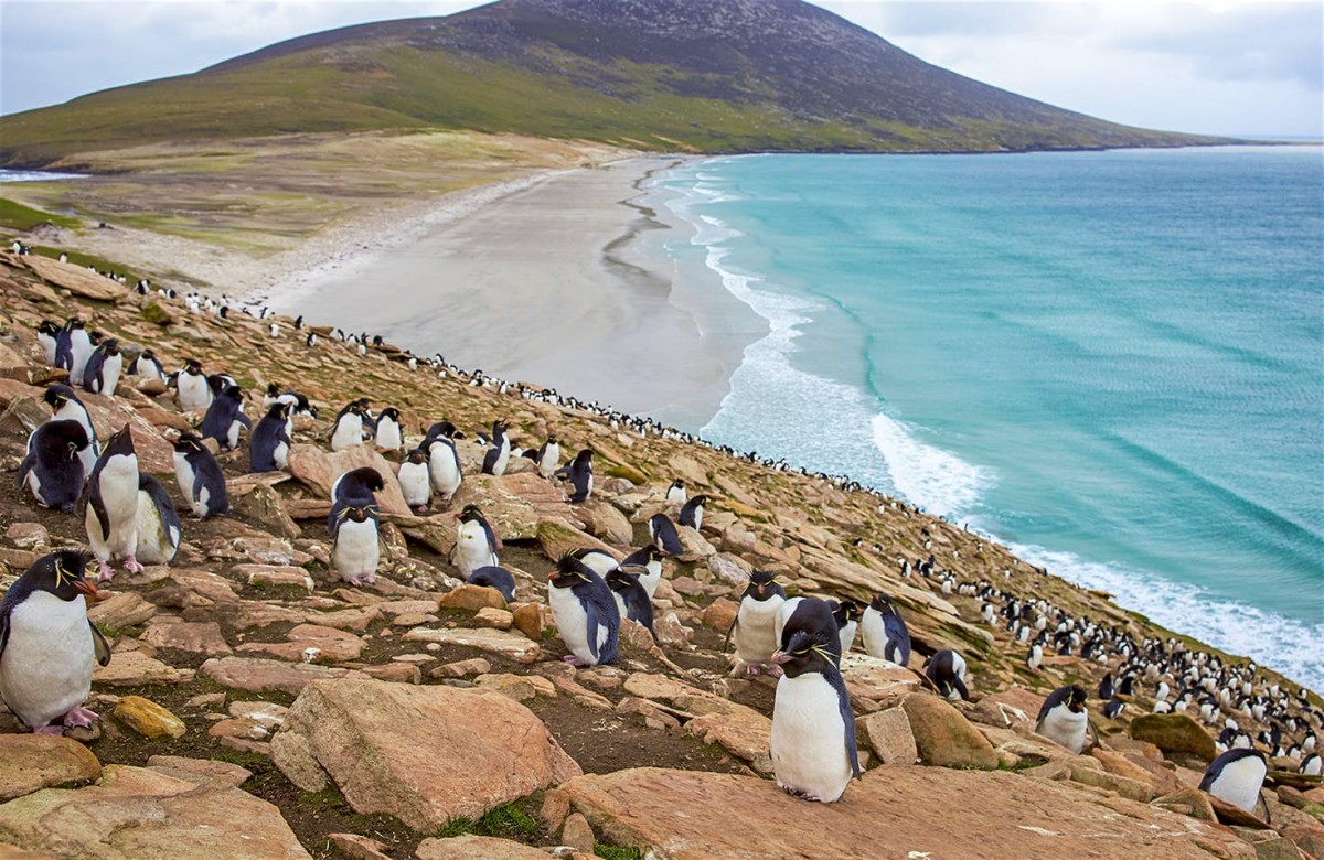 11 красивейших фото Фолклендских островов, на которых дофига пингвинов заграница,путешествие,туризм
