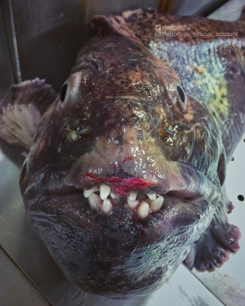 ужасная рыба