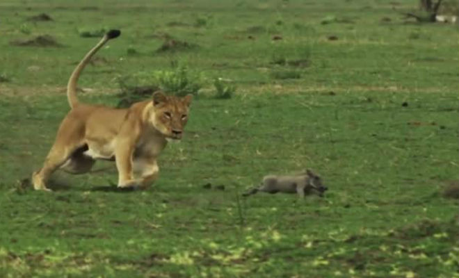 Леопард вышел на охоту и получил урок от старого бородавочника