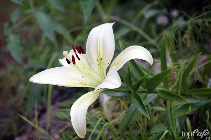 фото белых лилий