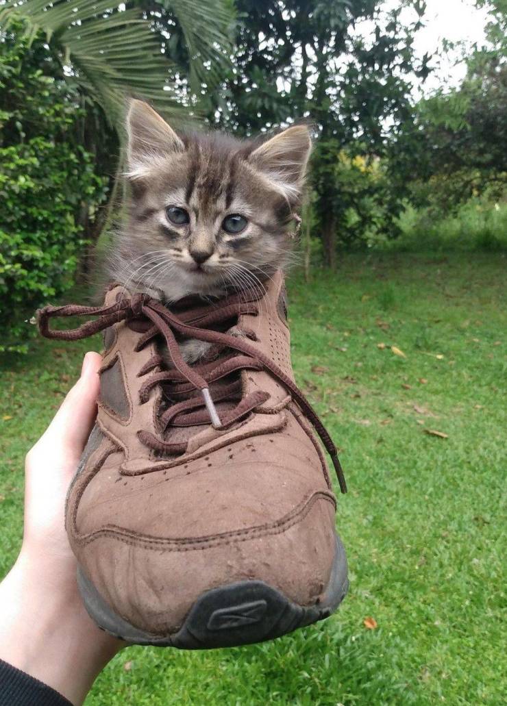 Подборка прикольных картинок Подборка прикольных картинок приколы,смешные картинки,юмор
