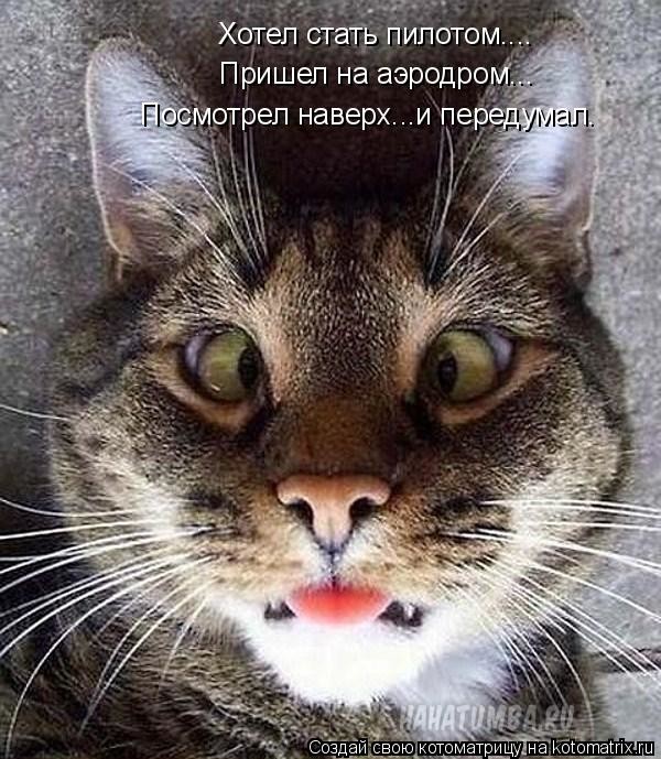 Комдив и Кот военный аэродром, животные, комдив, кот, чкаловский