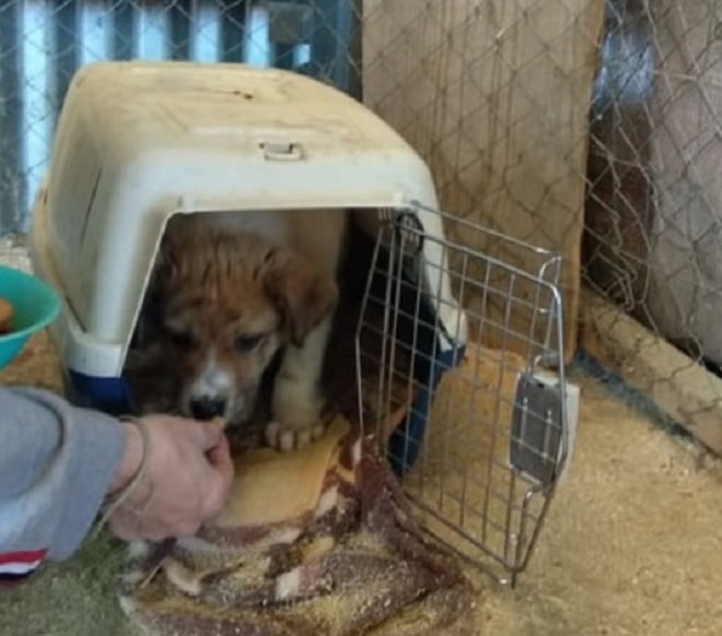 Щенок в переноске