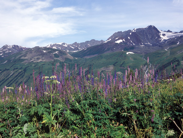 Катунский хребет – самая высокая часть Алтая. Но на Алтае высоки не только горы. Заблудиться можно и в траве.