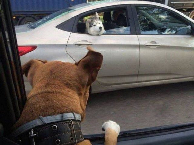 Забавные пёсики