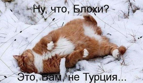 Про кота и диету 