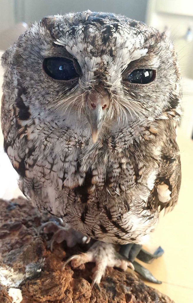 http://terramia.ru/wp-content/uploads/2014/11/rescued-blind-owl-zeus-1-655x1024.jpg