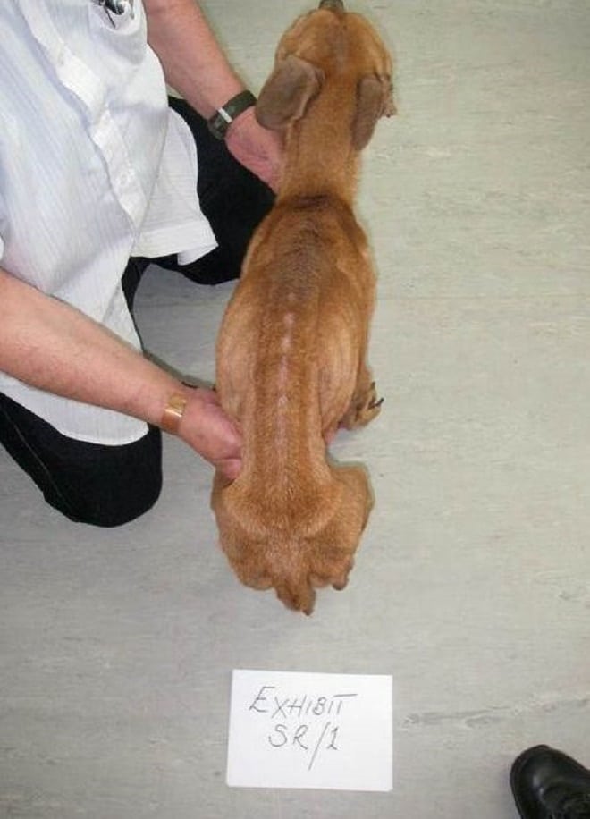 Собака сидит