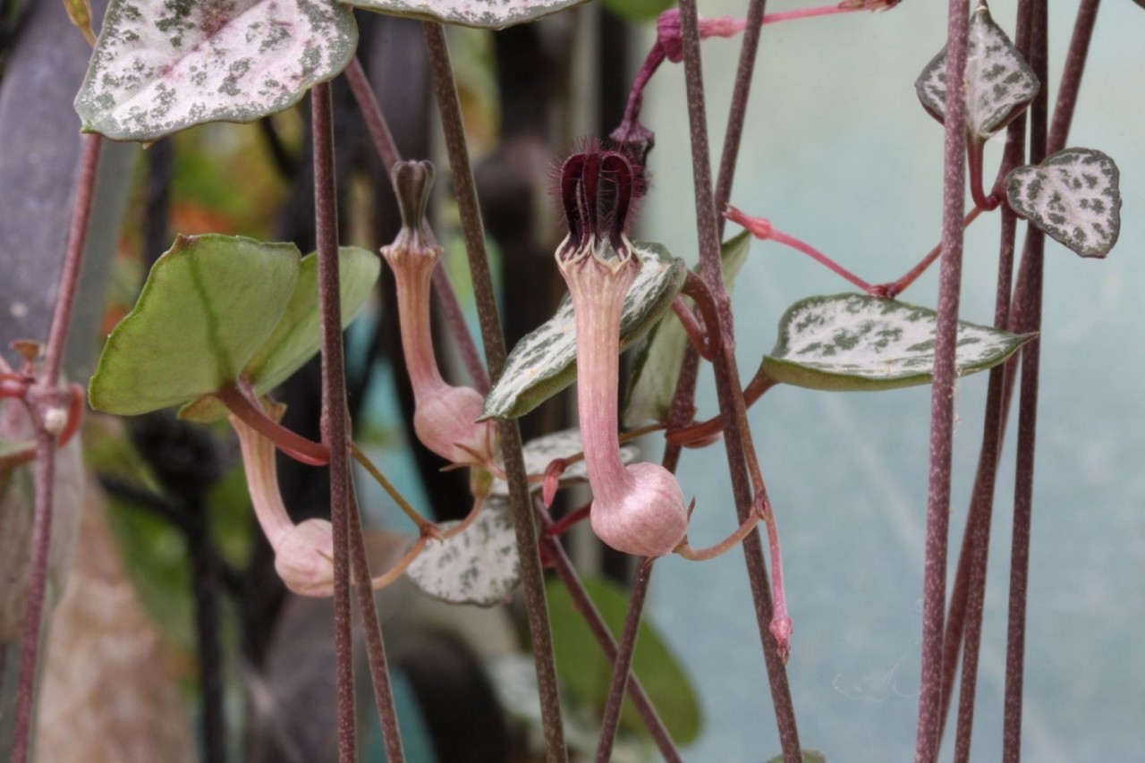 Церопегия Виды Фото И Названия – Telegraph