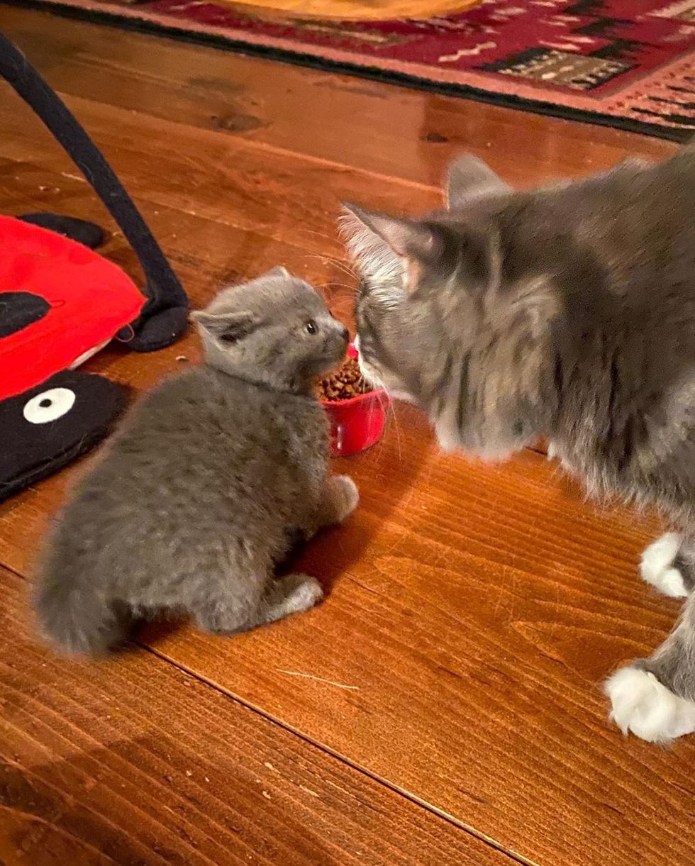 Найденный котенок не отпускает свою спасительницу Найденный котенок не отпускает свою спасительницу не всё так грустно