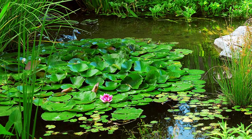 10 лучших водных растений для декоративного пруда растение, водоем, очень, цветками, листьями, посадить, белыми, сильно, растений, Цветет, местоположение, солнечное, в аквариум, растения, быстро, Кубышка, На зиму, может, цветки, сорта