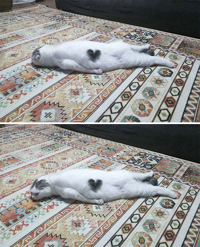 белый кот лежит плашмя на ковре