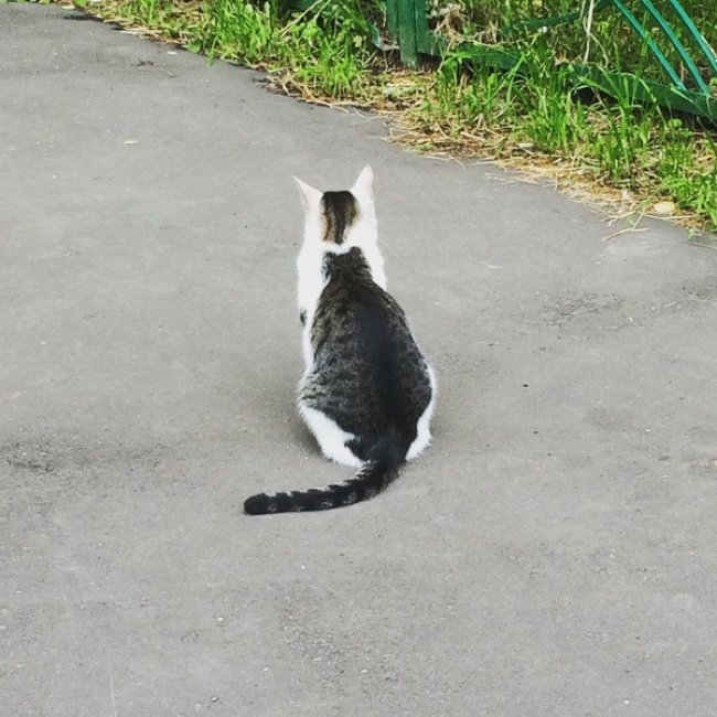 Кот, у которого на спине тоже нарисован кот. Причем «спинной кот» толще самого кота животные, кошки, смешные