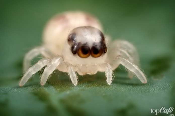 Самые маленькие пауки в мире