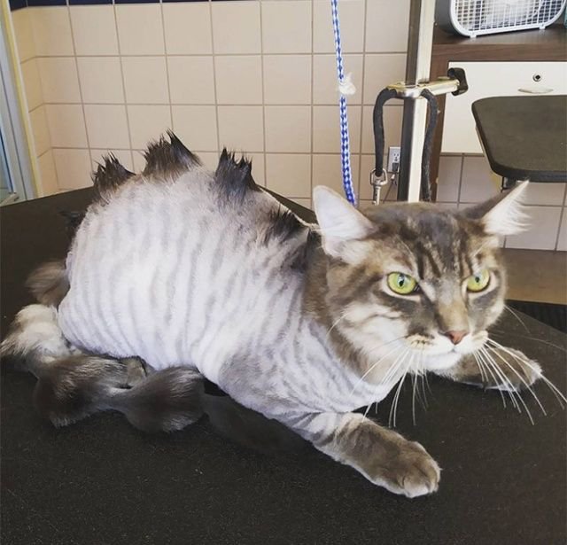 Когда хотел динозавра, но завел кота Когда хотел динозавра, но завел кота