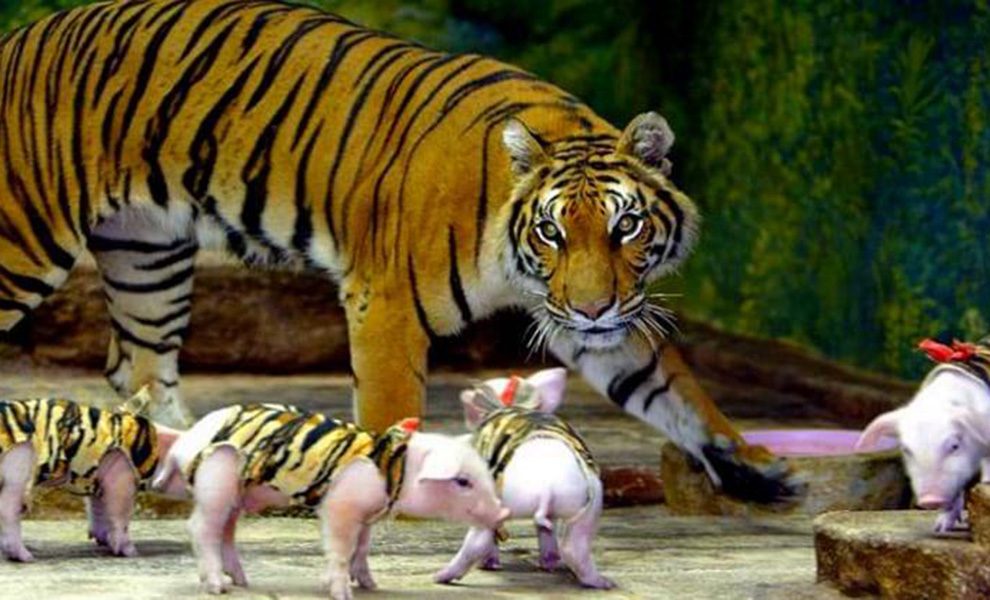 Тигрица лишилась тигрят и отказывалась даже есть. Тогда работники питомника замаскировали поросят и дали ей на воспитание