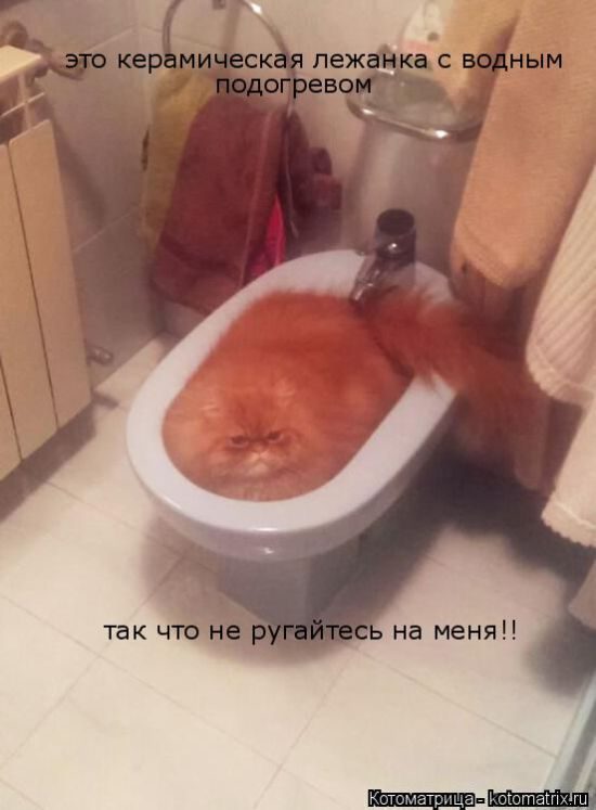 Лучшие котоматрицы за прошедшую неделю