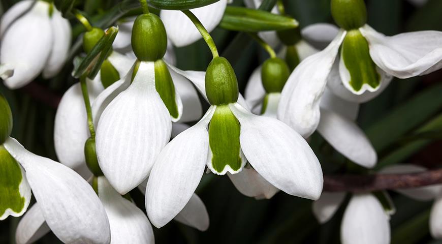 Подснежники: все секреты выращивания от посадки до цветения Galanthus, галантус, подснежника, подснежник, подснежников, Подснежник, МЕСТО, высотой, подснежники, Воронова, зеленые, Эльвеза, природе, белые, белоснежный, Красную, длиной, средней, которые, сожалению