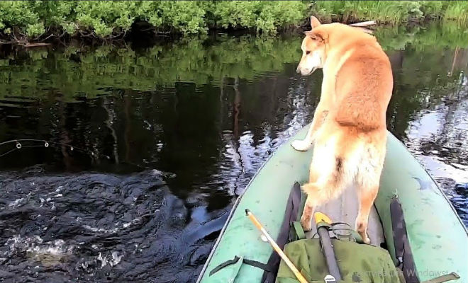 Закинули удочку и клюнул окунь больше щуки: видео