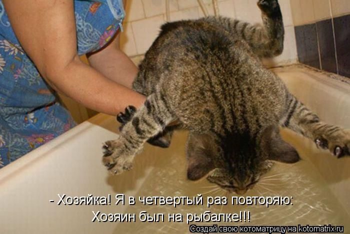 Лучшие котоматрицы за прошедшую неделю