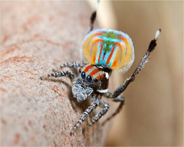 Доставайте огнемет: 15 самых странных пауков мира пауков, Spider, spider, человеческое, похоже, потому, паукомлюдоедом, двухглазым, прозванный, OgreFace, паукдеревоNetCasting, Weaver, Stump, резиныА, восемь, игрушка, выглядит, quadrimaculatus, Platythomisus, пометEightspotted