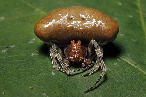 Способности пауков пауков, пауки, которые, могут, паутину, насекомых, паутины, который, которых, хищников, используют, чтобы, шелковых, видов, очень, выделяют, муравьев, головой, Некоторые, легко