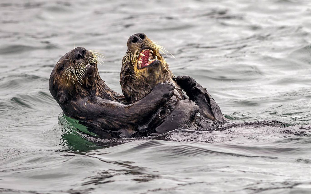 Необычный конкурс Comedy Wildlife Photography Awards 2019