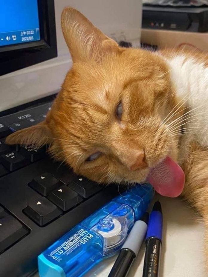 Без кота и жизнь не та
