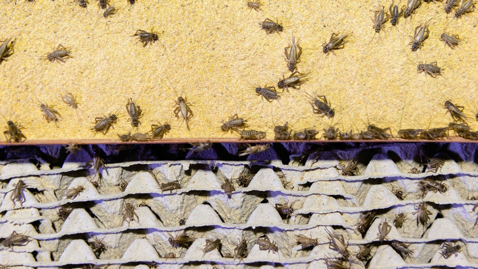 Европу предложили накормить мукой из насекомых