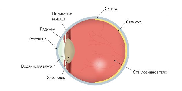 Строение глаза