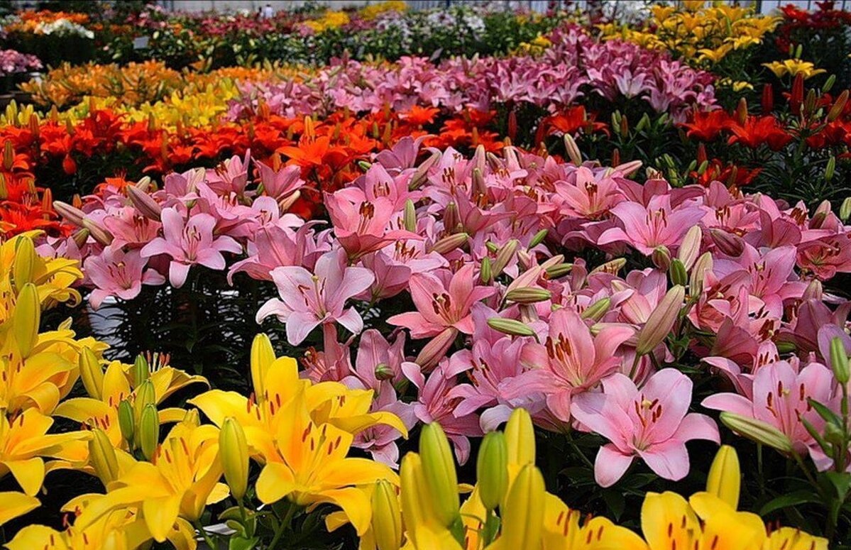 Самые красивые цветы: Топ-5 цветов для создания райского уголка дача,сад и огород,цветоводство