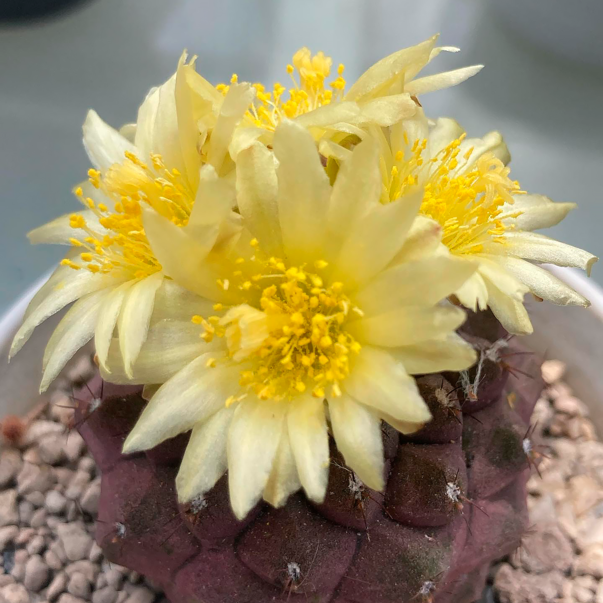 10 кактусов с потрясающими жёлтыми цветами комнатные растения,цветоводство