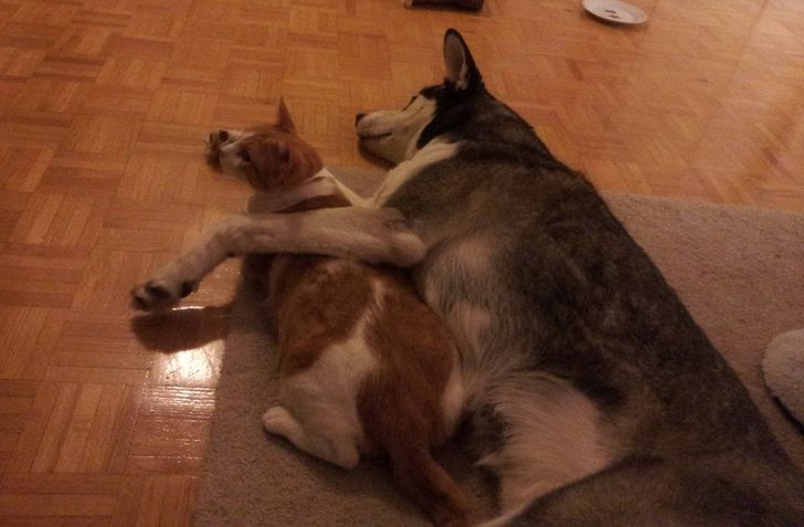 20+ примеров того, как кошки и собаки нашли друг в друге лучших друзей 20+ примеров того, как кошки и собаки нашли друг в друге лучших друзей