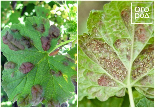 Вредители смородины и крыжовника – фото, описание, чем обработать кусты садоводство