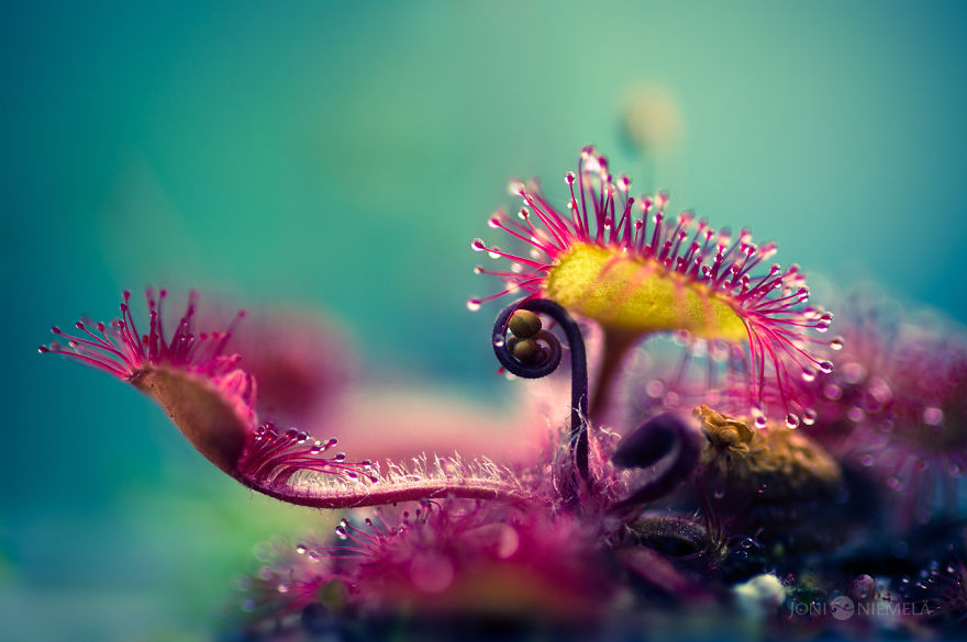 My-photo-series-of-carnivorous-plant-called-Drosera2__880