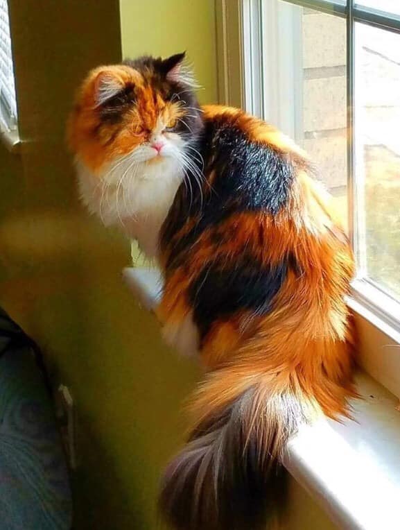 Украденное трехцветное счастье