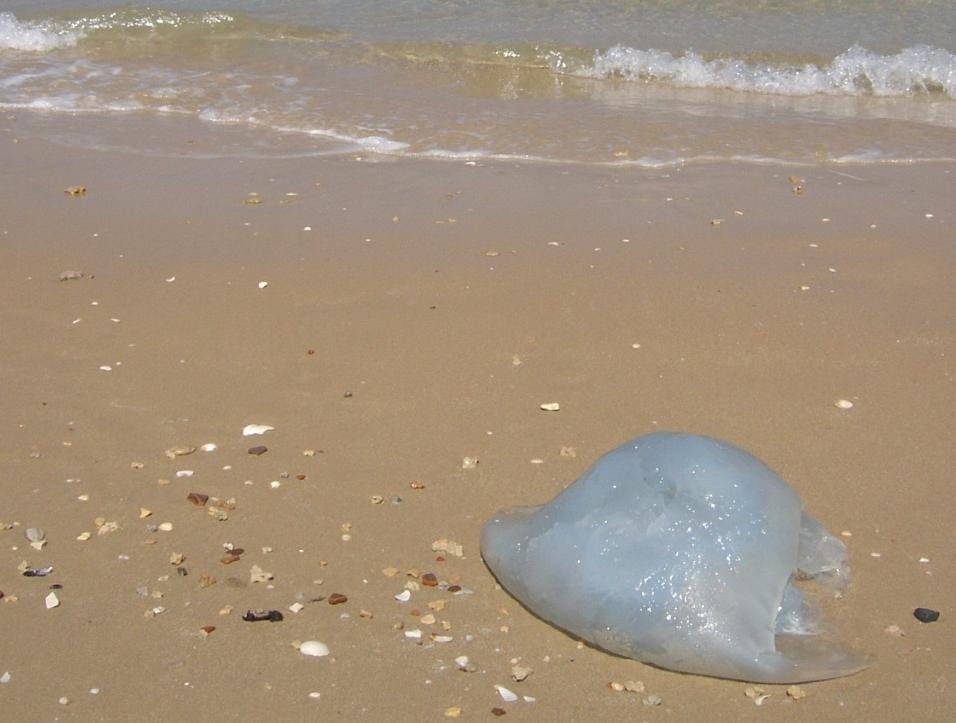 Медузы в азовском море. Азовское море Крым медузы. Медузы черного моря в Крыму. Азовское море много медуз.