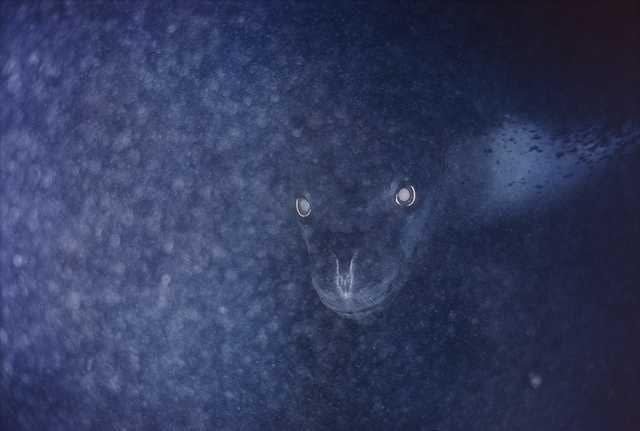 Морской леопард в темной воде - самый страшный кошмар пингвина. Да и человек увидит - испугается! мрачно, мрачные шутки, необычно, необычные картинки, необычные фотографии, природа, пугающе, фото